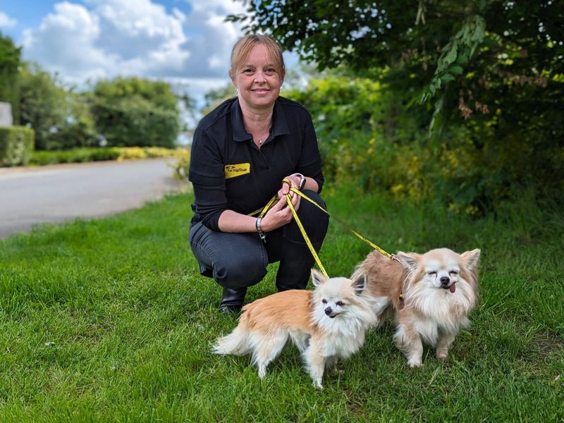 Chihuahuas for sale in Wymeswold, Leicestershire