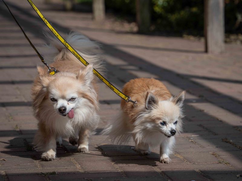 Chihuahua Puppies for sale in Leicestershire