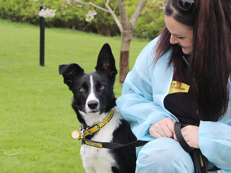 Border Collie Puppies for sale in Yorkshire