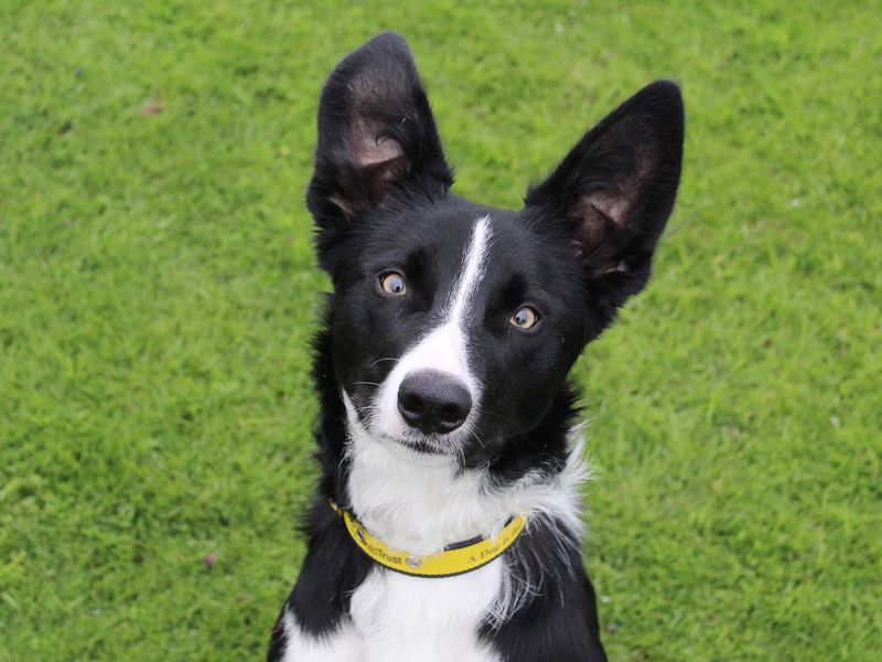 Border Collies for sale in Leeds, Yorkshire