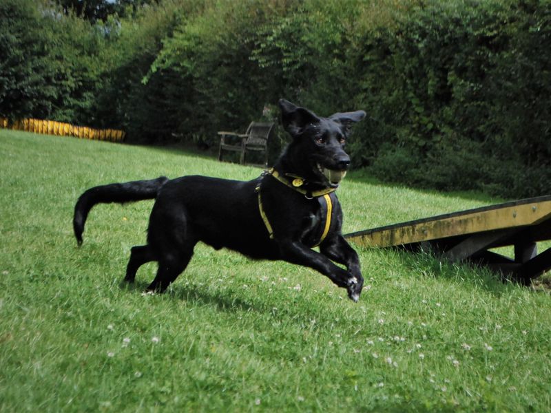 German Shepherds for sale in Newbury, Berks