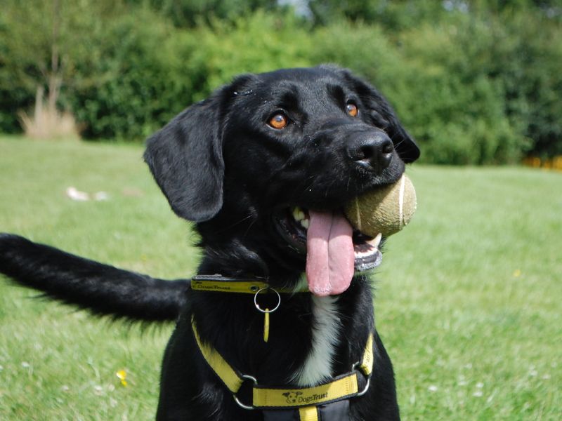 Bertie for sale in Newbury, Berks