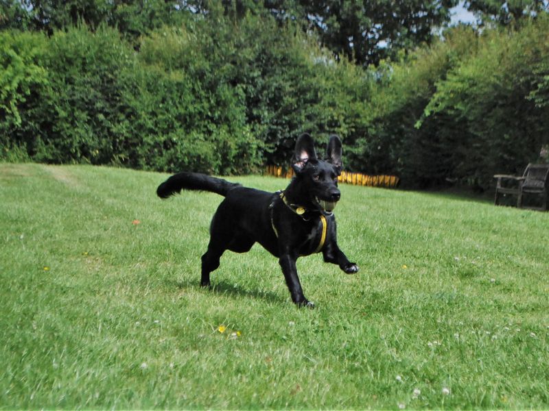 German Shepherd Puppies for sale in Berks