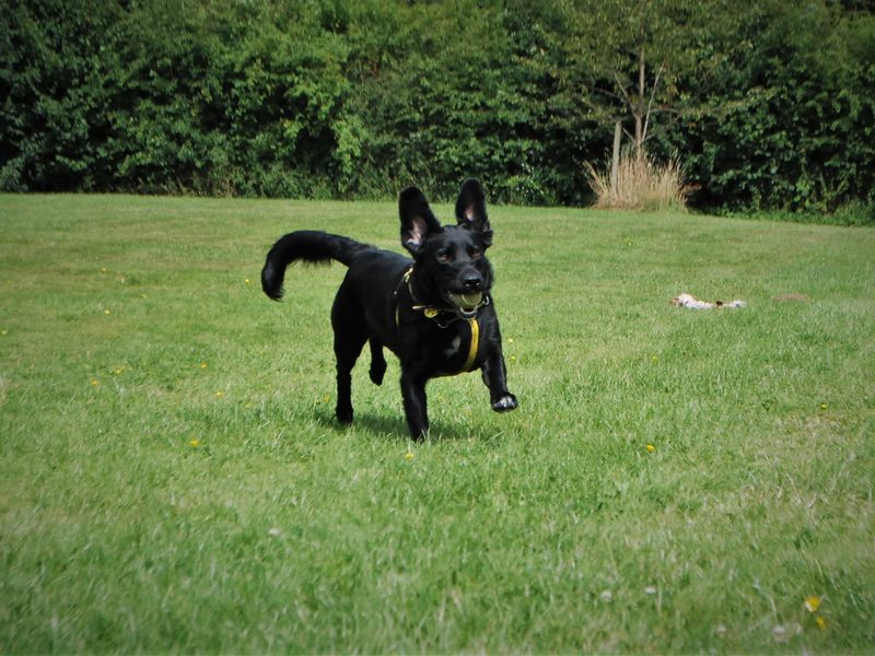 Bertie for sale in Newbury, Berks - Image 5