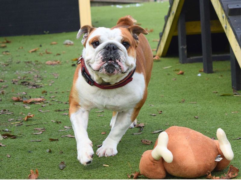 Theo | Bulldog | Harefield West London - 1