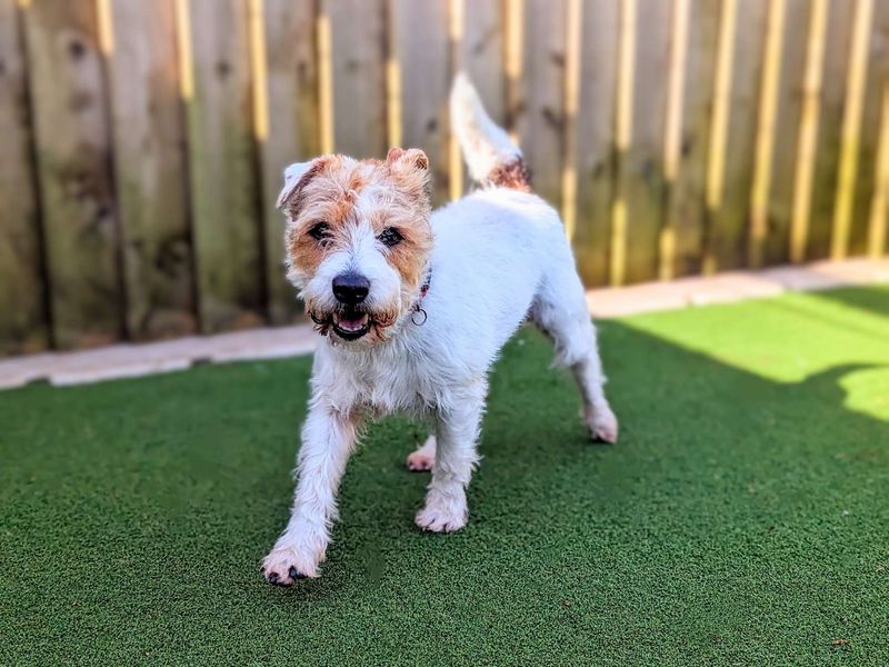 Jack Russell Puppies for sale