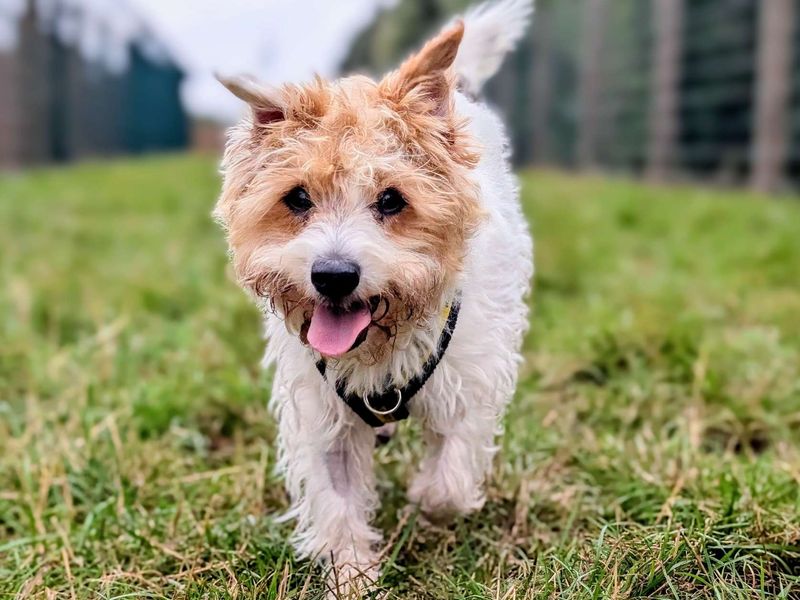 Posey | Terrier (Jack Russell) | Cardiff - 1