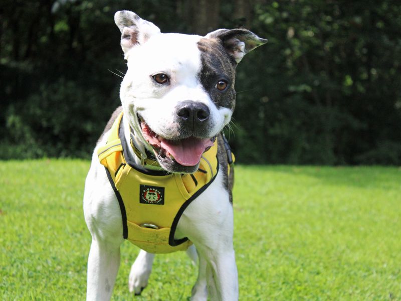 Staffie Puppies for sale in Merseyside