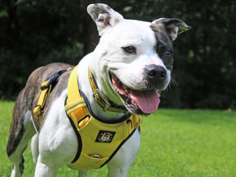 Rolo | Terrier (Staffordshire Bull) Cross | Merseyside (Liverpool) - 1