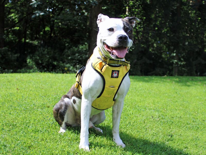 Rolo for sale in Liverpool, Merseyside - Image 1