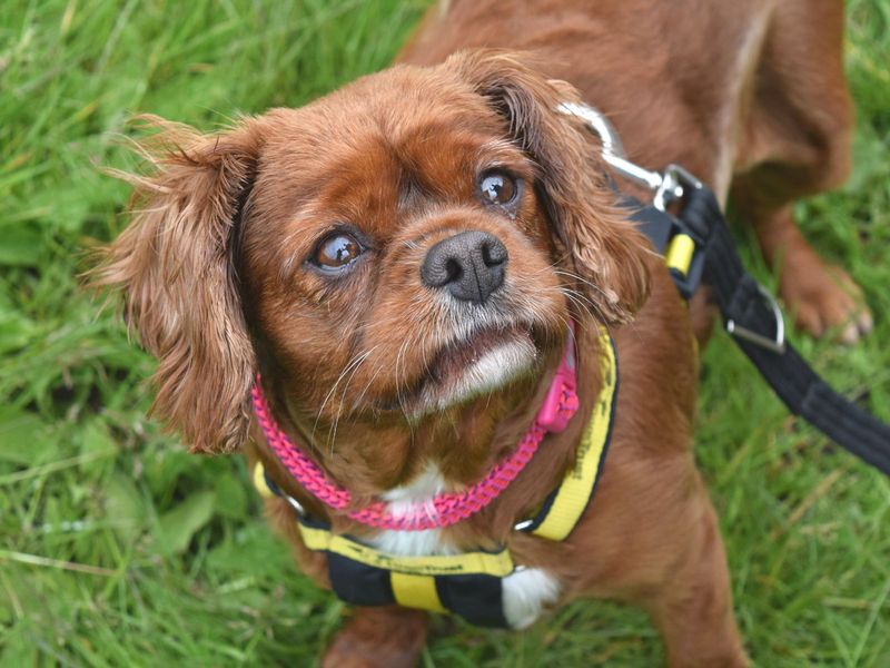 Ruby for sale in Uxbridge, London