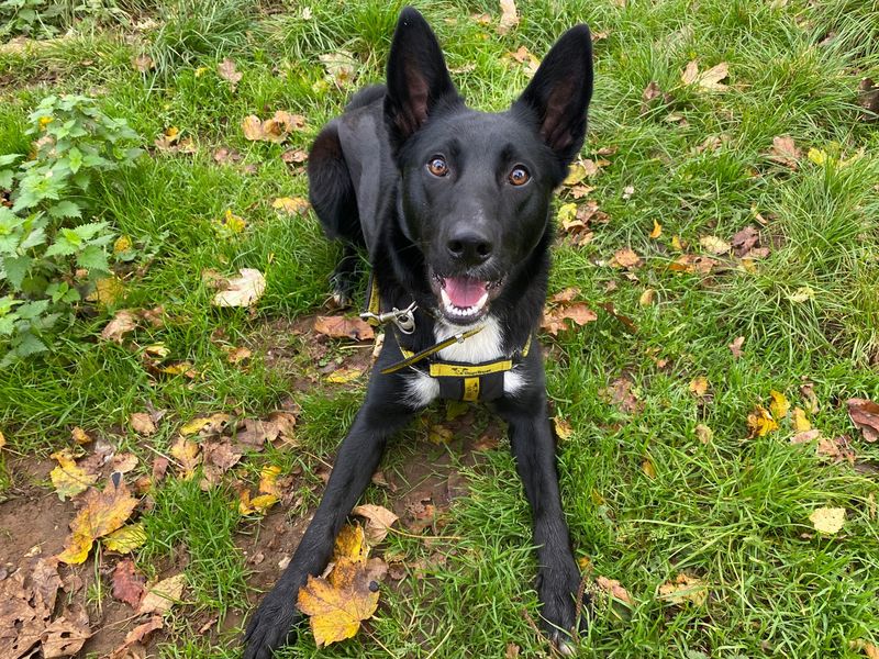 Alfie | Collie (Border) Cross | Snetterton (Norfolk) - 1