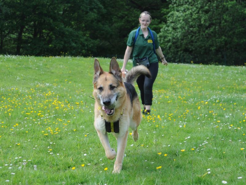 German Shepherd Puppies for sale in Kent