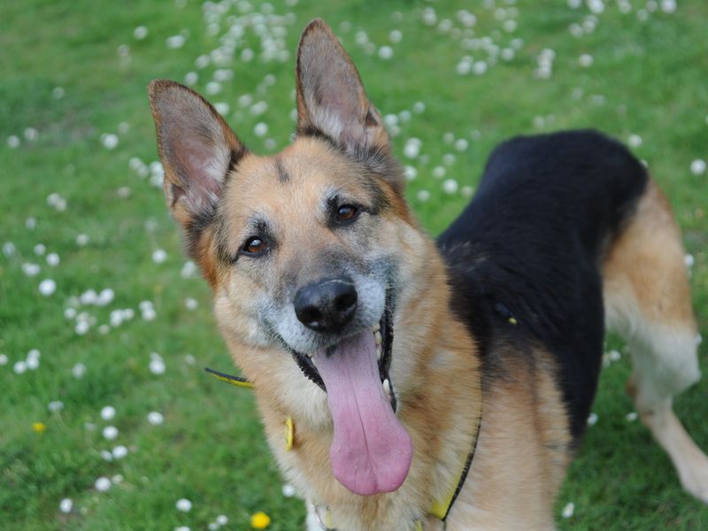 German Shepherd Puppies for sale