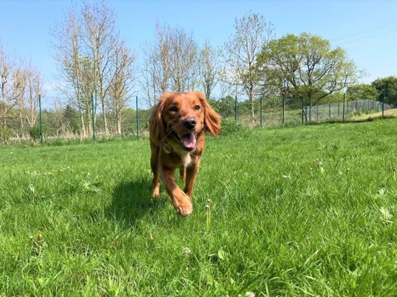 Looby Lou for sale in West Calder, West Lothian - Image 1