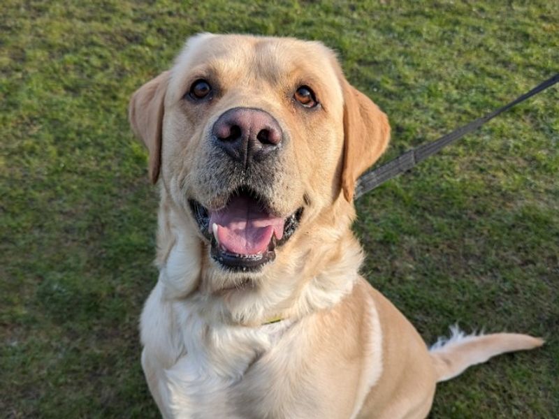 Mack | Retriever (Labrador) | Kenilworth (West Midlands) - 1