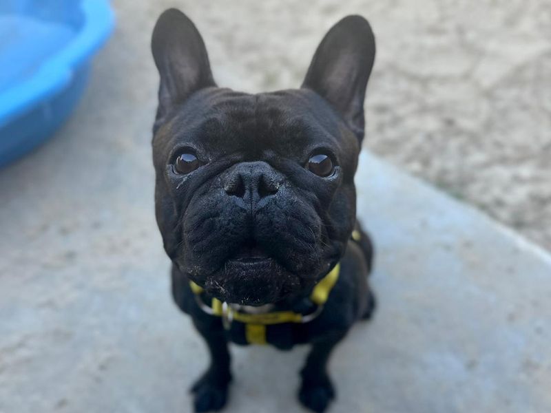 Odin | French Bulldog | Canterbury - 1