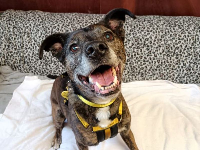 Watson | Terrier (Staffordshire Bull) Cross | West Calder (Edinburgh) - 1