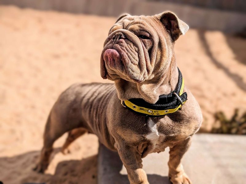 Bulldog Puppies for sale in Glamorgan