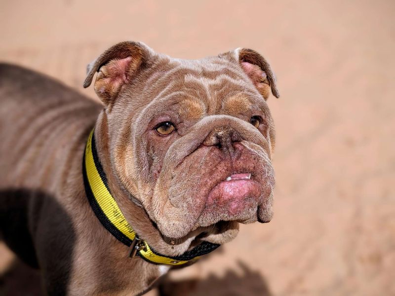 English Bulldogs for sale in Cardiff, Glamorgan