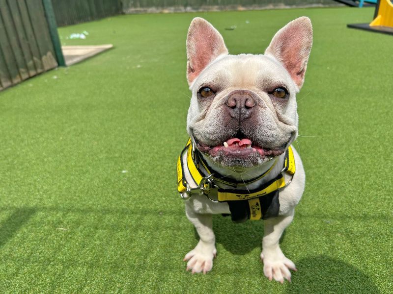 Queenie | French Bulldog | Basildon (Essex) - 1