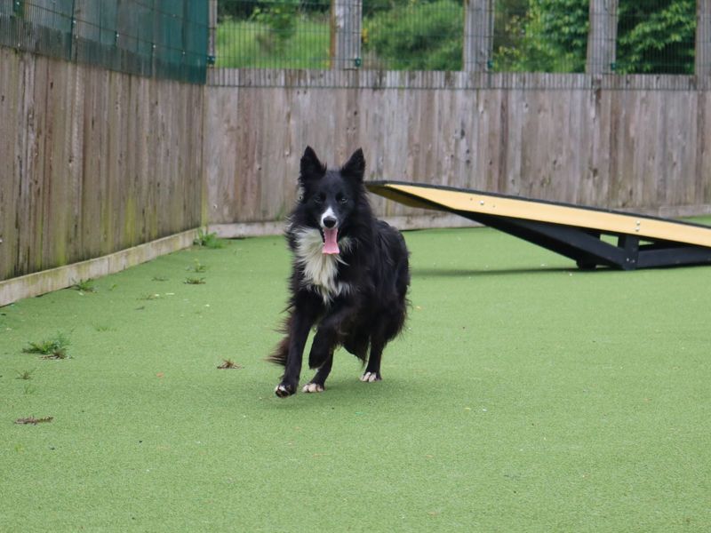 Connie - at the Dogs Trust - Glasgow needs a new home - RescueScottishPets