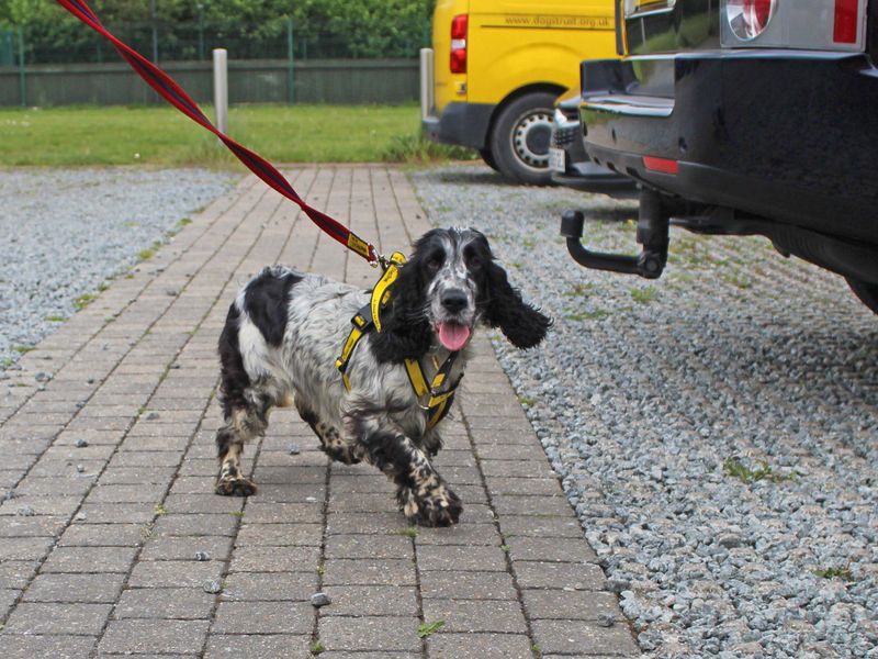 Velma | Spaniel (Cocker) | Basildon (Essex) - 1