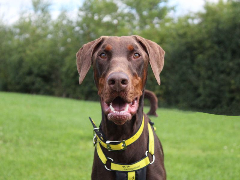 Doberman Puppies for sale