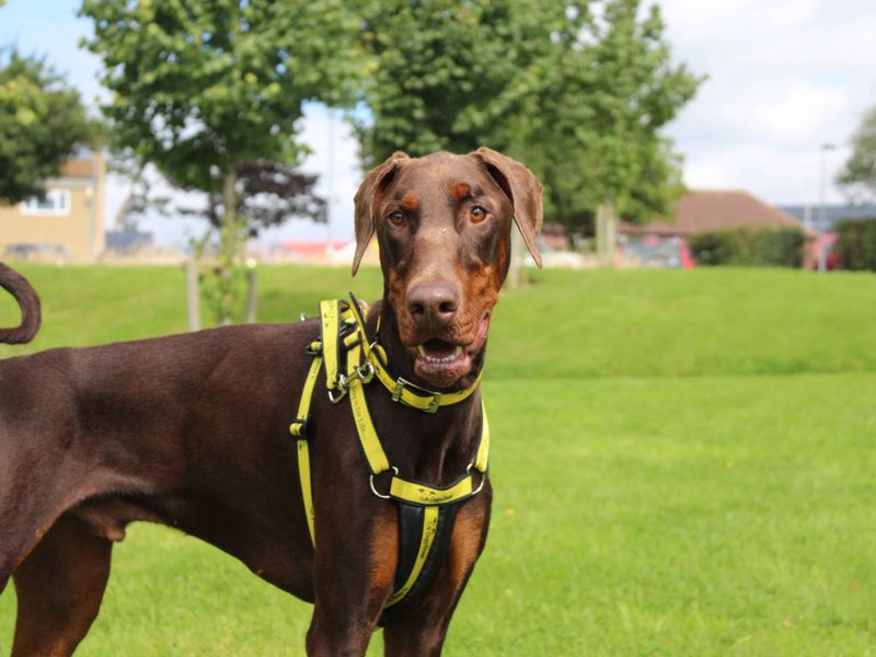 Dobermans for sale in Sadberge, Co Durham