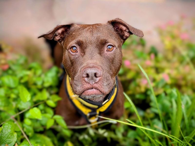 Twirl | Retriever (Labrador) Cross | Cardiff - 1