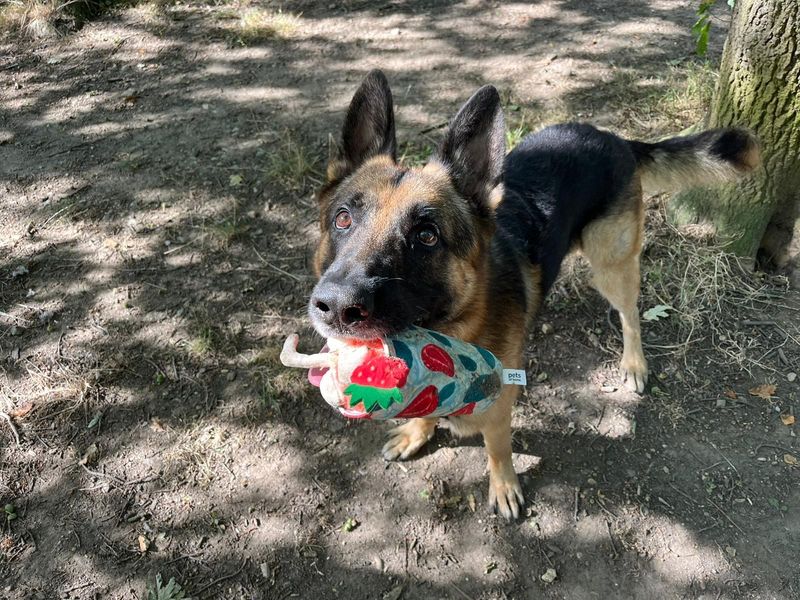 German Shepherd Puppies for sale