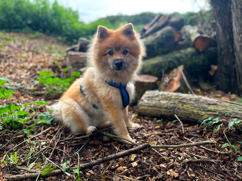 Alpha | Pomeranian | Shoreham (Sussex) - 1