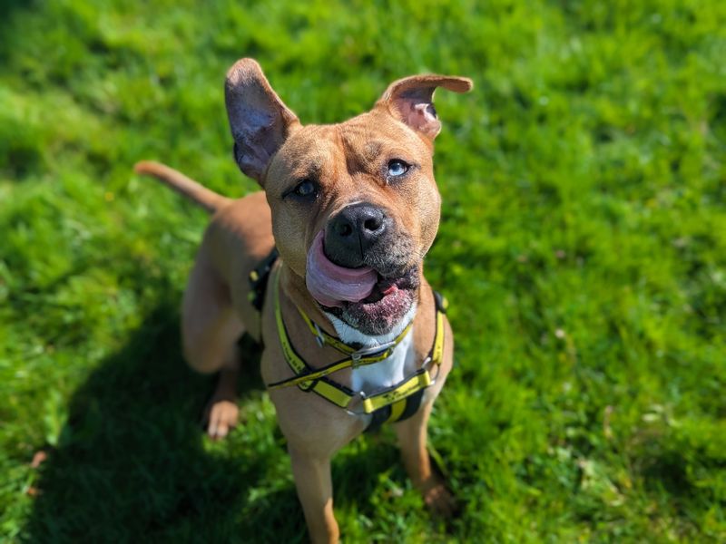 Adopt a Terrier (Staffordshire Bull) Cross Rescue Dog | Beth | Dogs Trust