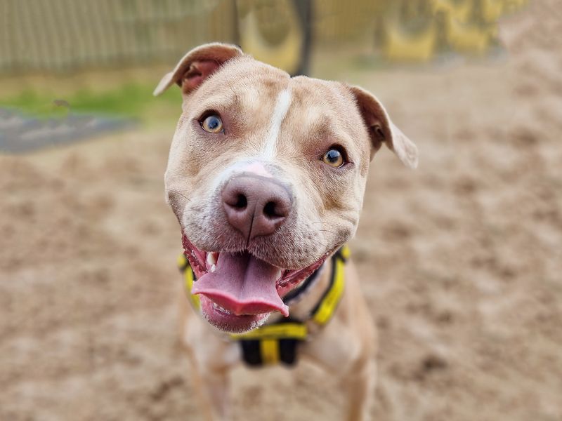 Cara | Terrier (Staffordshire Bull) | Leeds - 1