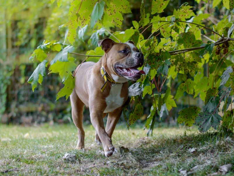 English Bulldogs for sale in Kenilworth, Warks