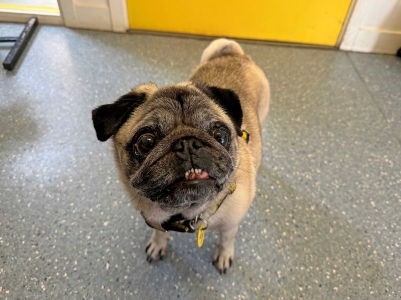 Eddie | Pug | Basildon (Essex) - 1