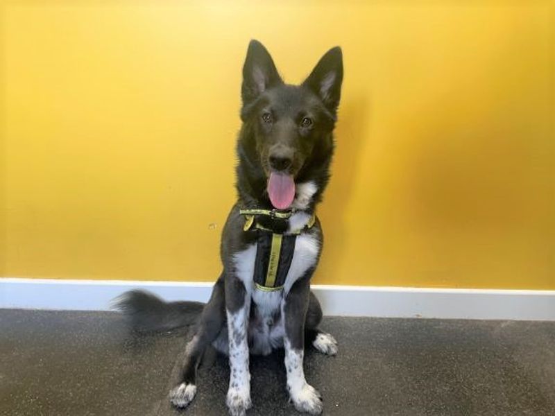 Border Collie Puppies for sale