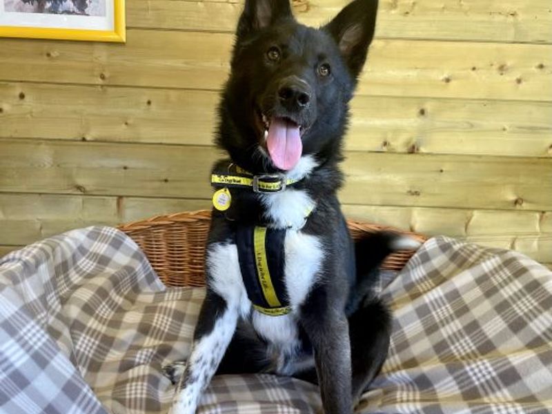 New dog listed for rescue at the Dogs Trust - West Calder - Jax