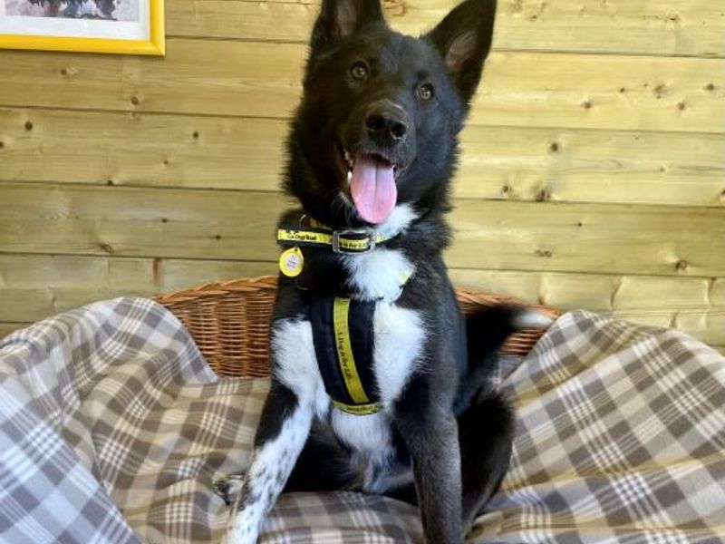 Border Collies for sale in West Calder, West Lothian