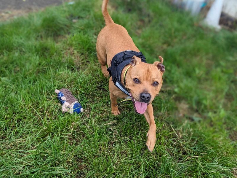 Staffie Puppies for sale