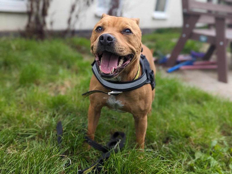 Staffie Puppies for sale in Wales