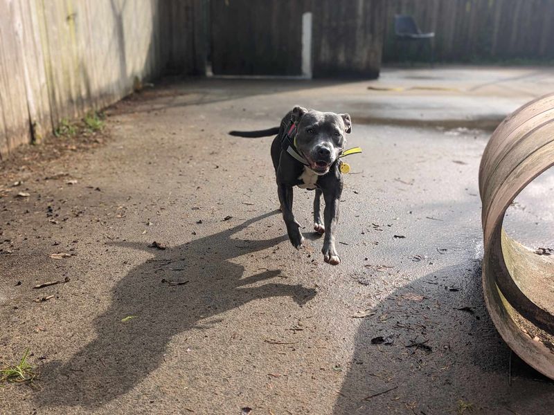 Staffie Puppies for sale in Wales