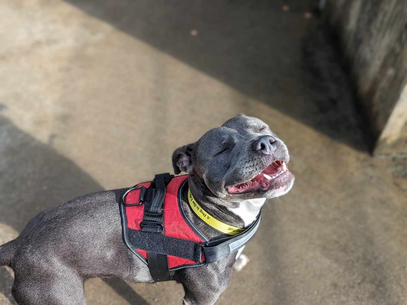 Staffie Puppies for sale