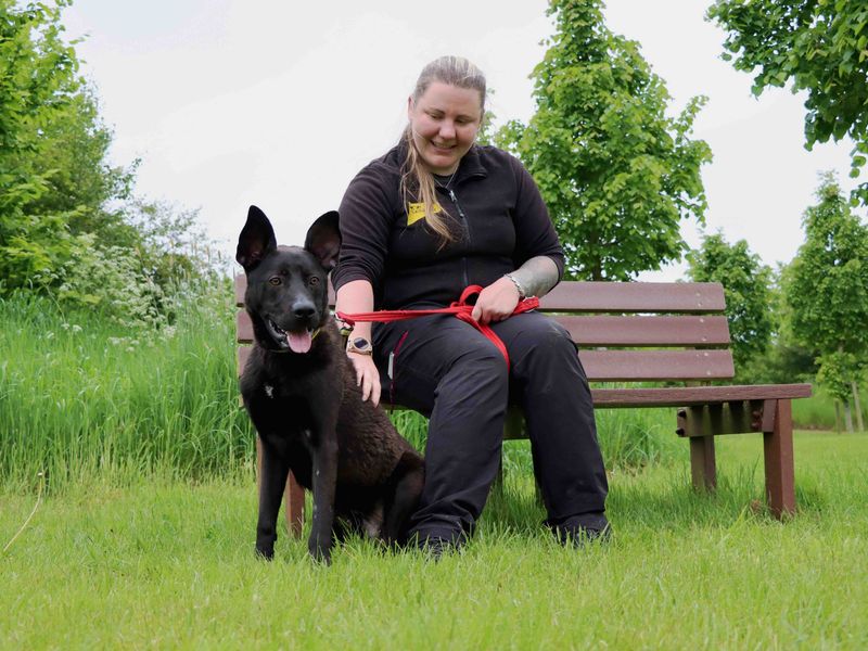 German Shepherd Puppies for sale in Co Durham