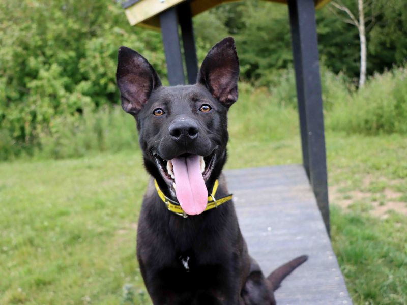 Levi | German Shepherd Dog Cross | Darlington - 1