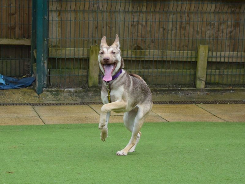 English Bulldogs for sale in Uxbridge, London