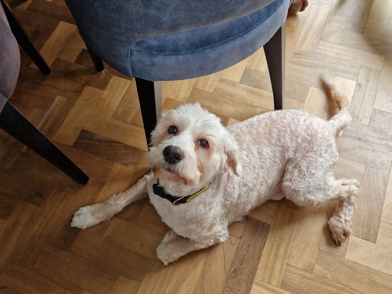 Jilly | Poodle (Standard) Cross | Shoreham (Sussex) - 1