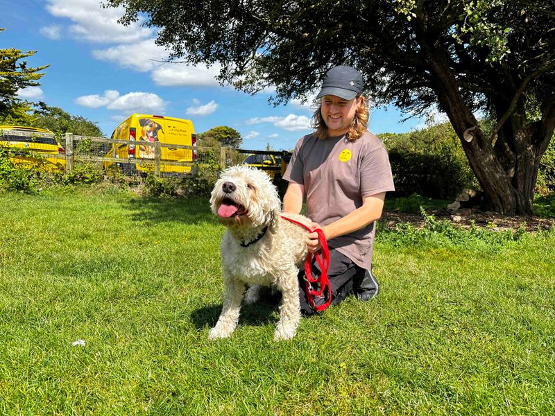 Poodles for sale in Shoreham by Sea, West Sussex