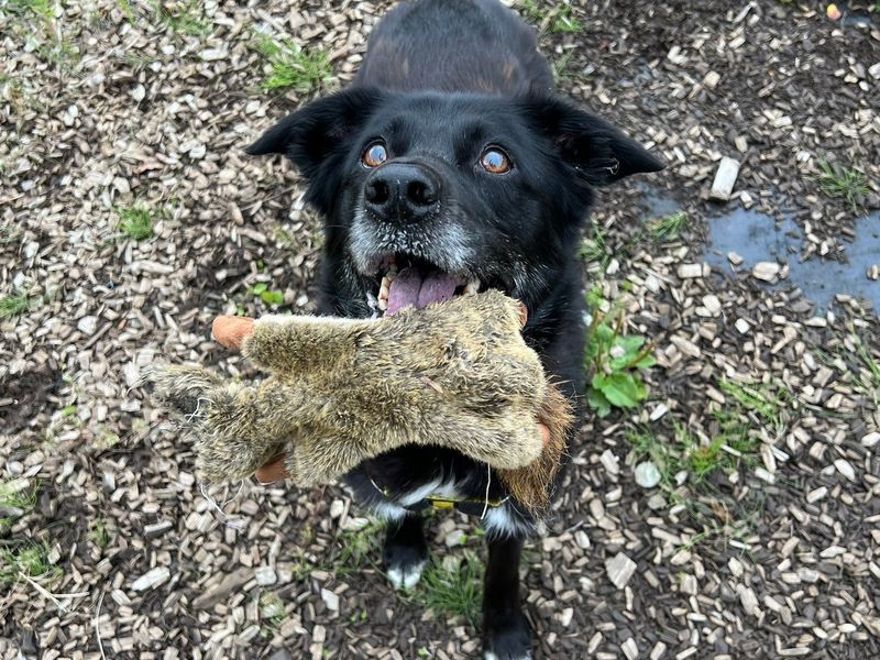 Border Collies for sale in Glasgow, Scotland