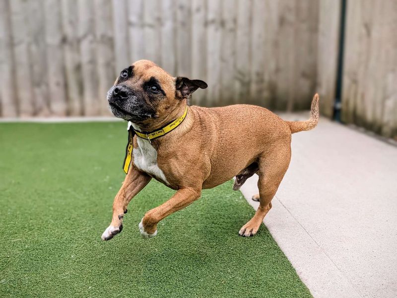 Staffordshire Bull Terriers for sale in Cardiff, Glamorgan